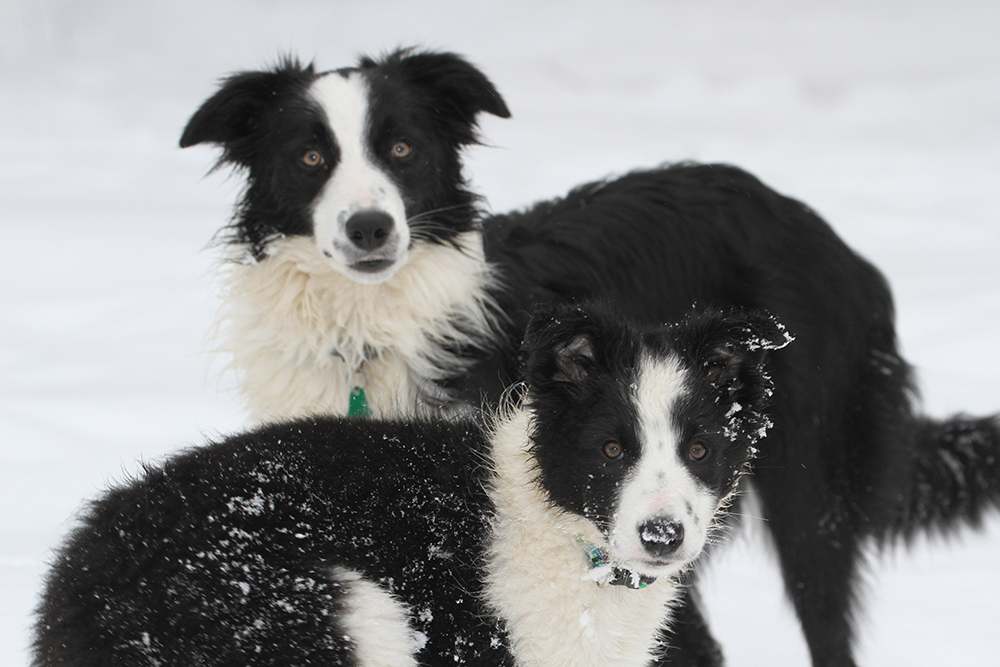 Border collies Pearl and Lily